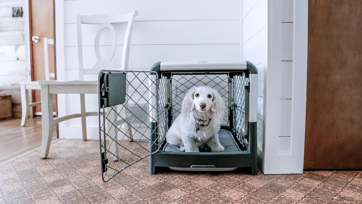 6 Expert Strategies for Sustainable Pet Parenting