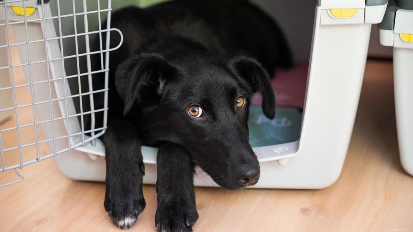 Dog Crates 101: Choosing the Ideal Crate for Your Dog