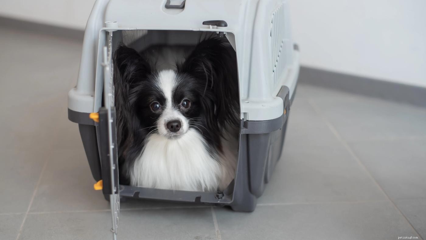 Dog Crates 101: Choosing the Ideal Crate for Your Dog
