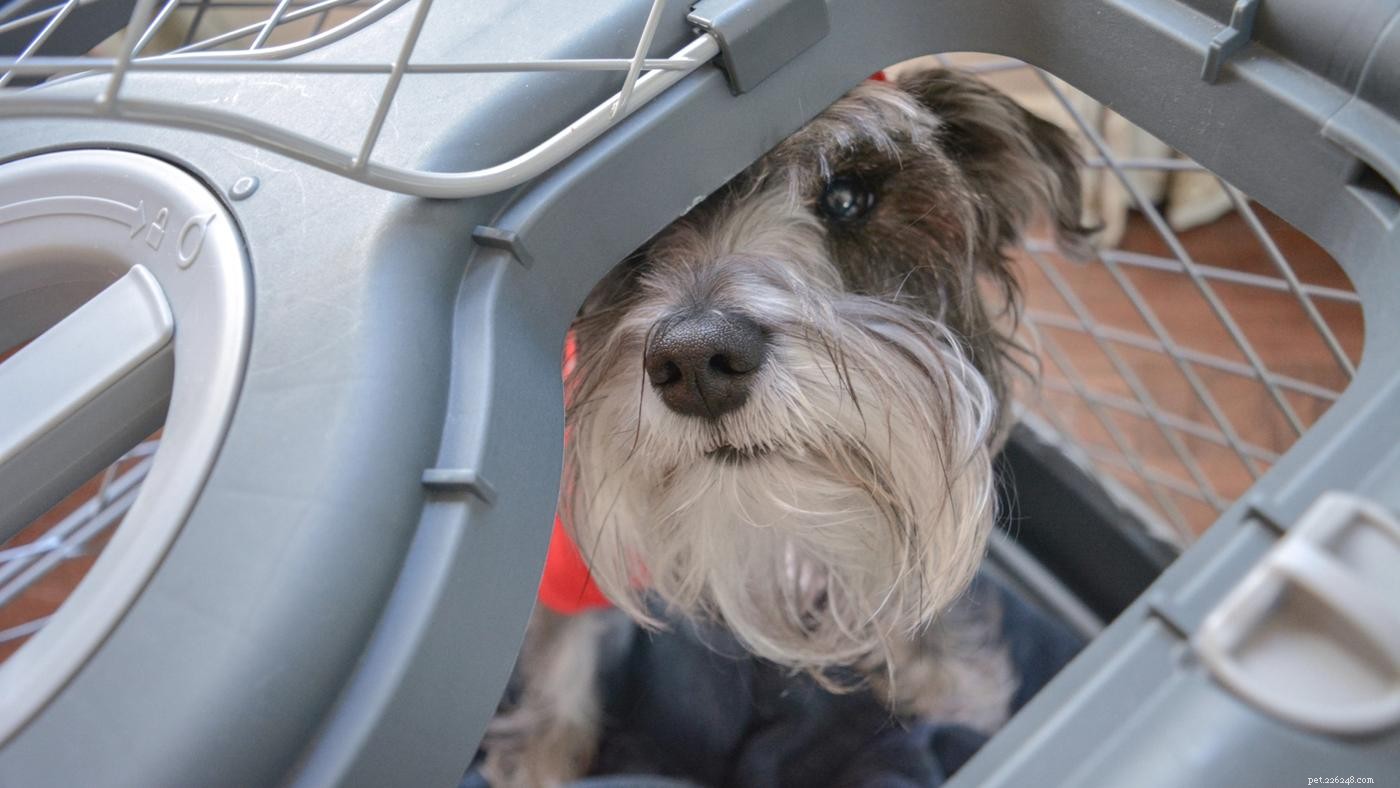 Dog Crates 101: Choosing the Ideal Crate for Your Dog