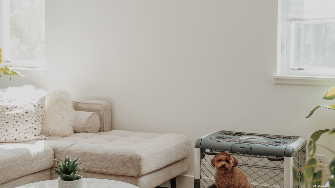 Dog Crates 101: Choosing the Ideal Crate for Your Dog