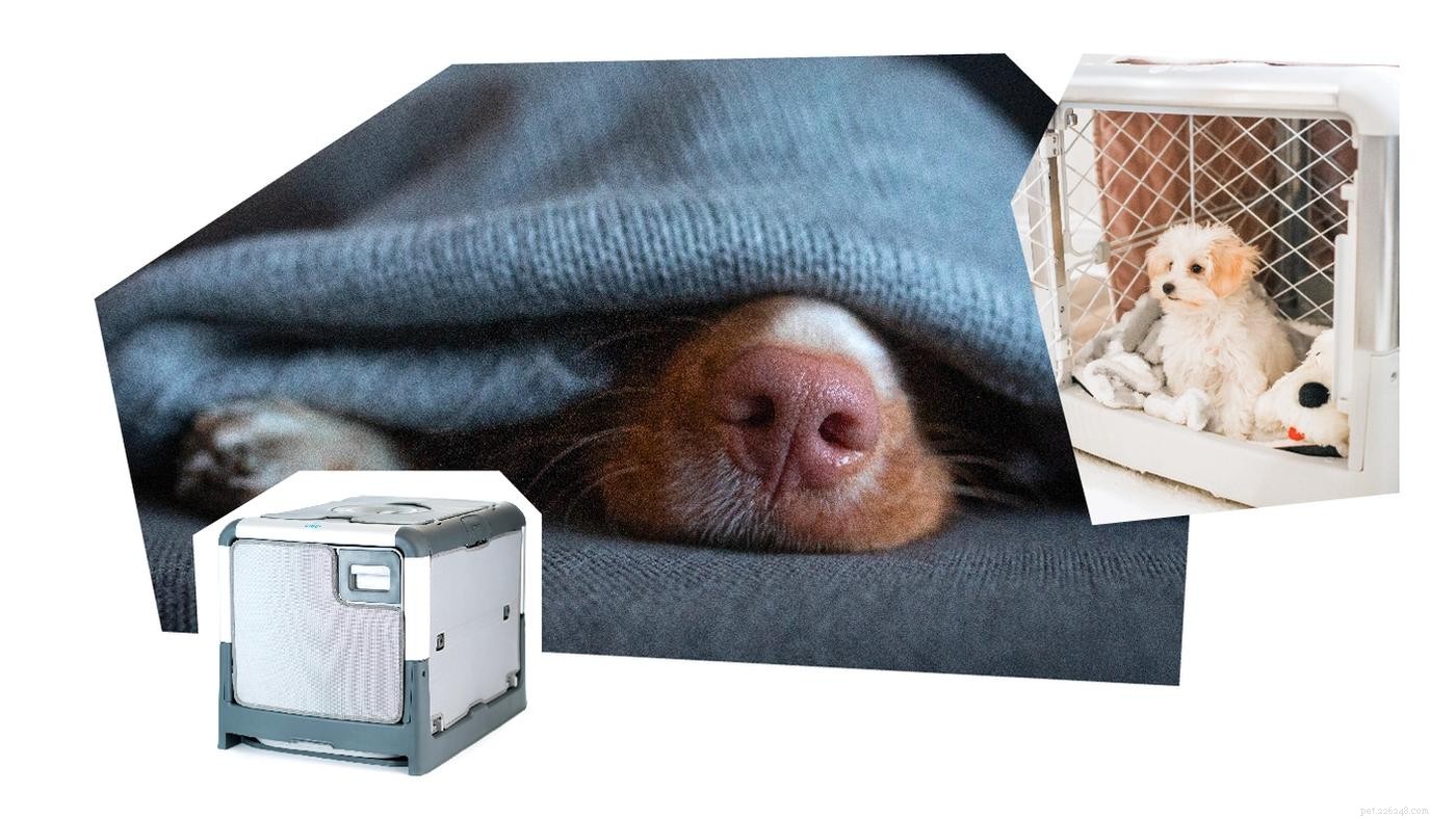 The Complete Puppy Starter Guide: Essential Gear & Checklist