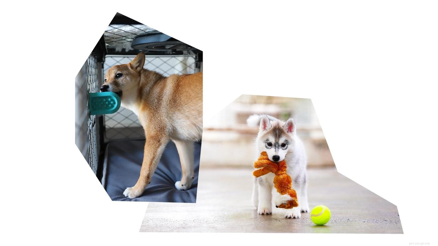 The Complete Puppy Starter Guide: Essential Gear & Checklist