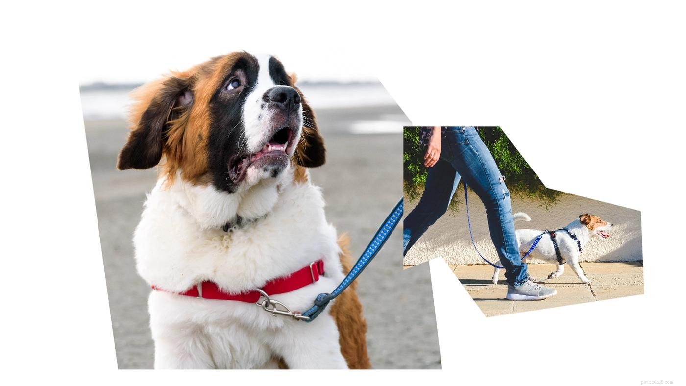 The Complete Puppy Starter Guide: Essential Gear & Checklist