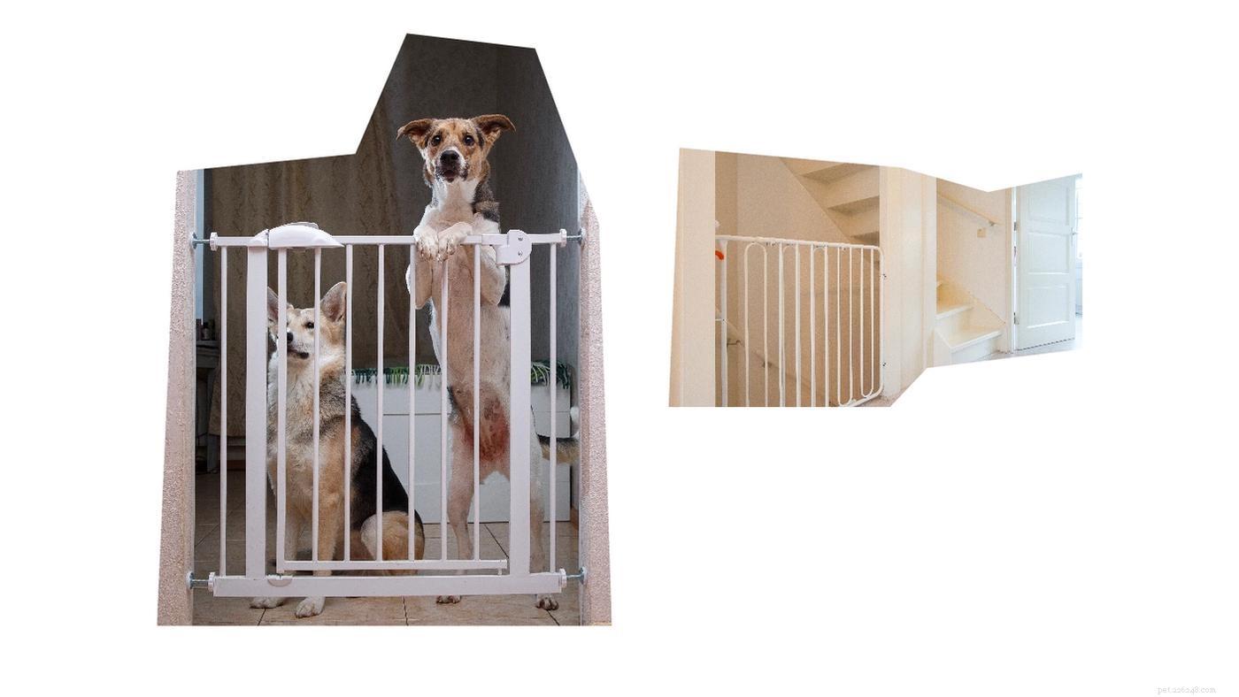 The Complete Puppy Starter Guide: Essential Gear & Checklist