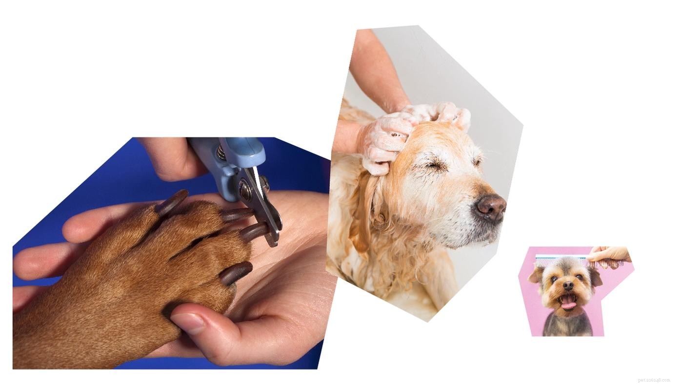 The Complete Puppy Starter Guide: Essential Gear & Checklist
