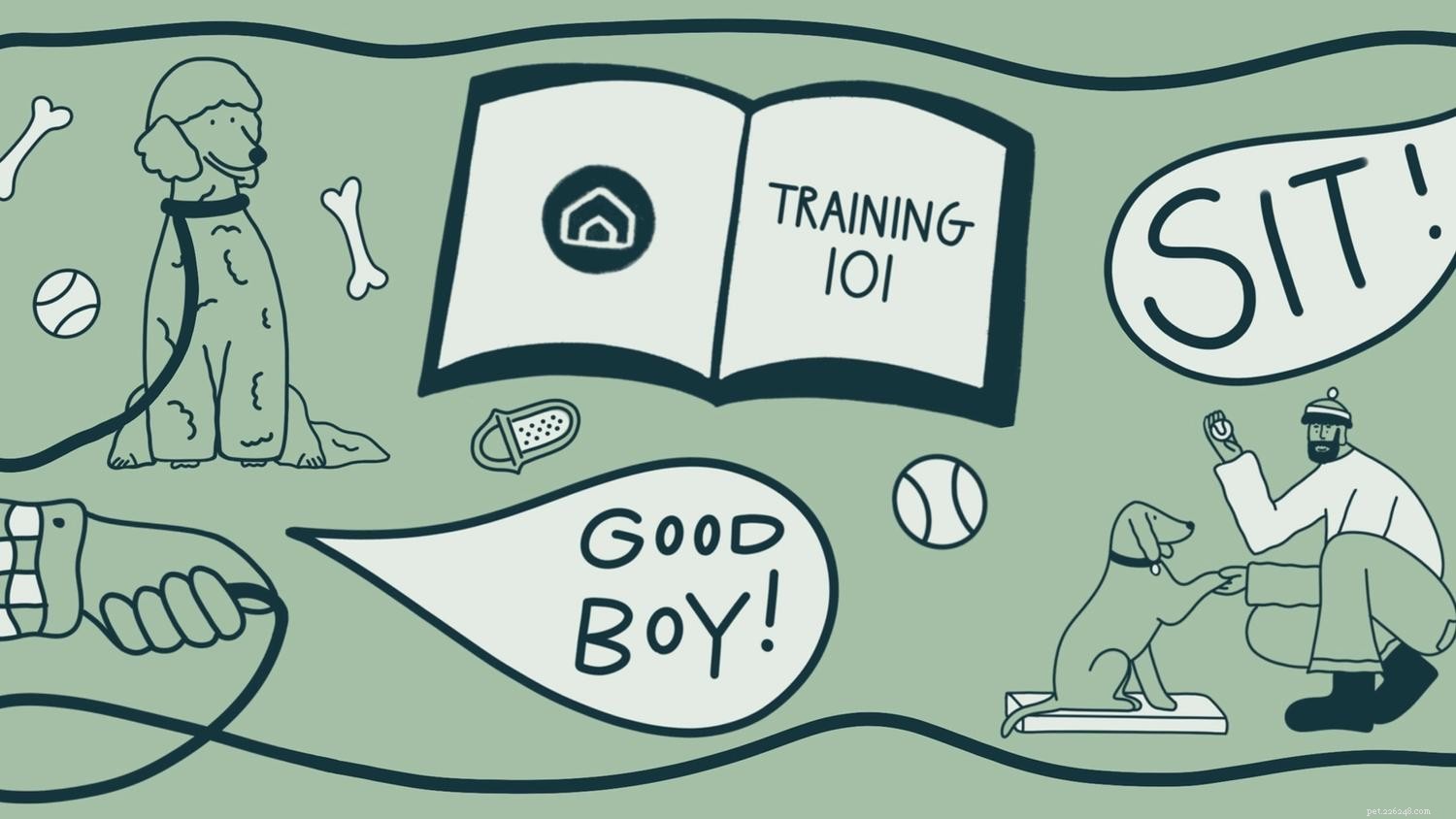 Expert Puppy Training Tips for Success