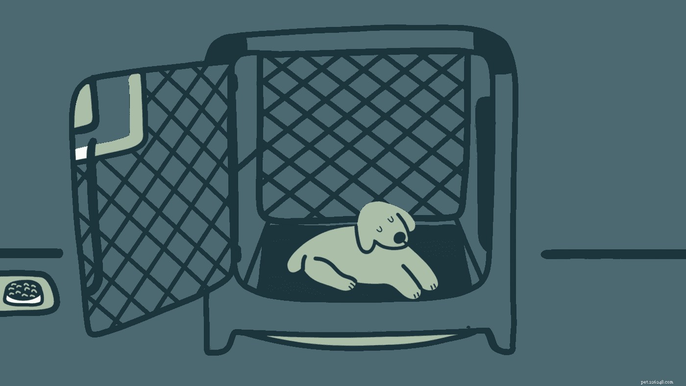 Expert Puppy Training Tips for Success