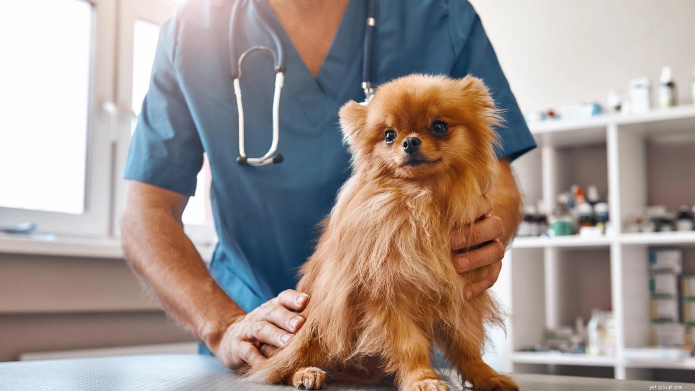 Essential Puppy Care: 10 Expert Tips for New Owners