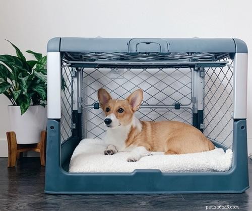 Essential Puppy Care: 10 Expert Tips for New Owners