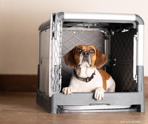 Essential Puppy Care: 10 Expert Tips for New Owners
