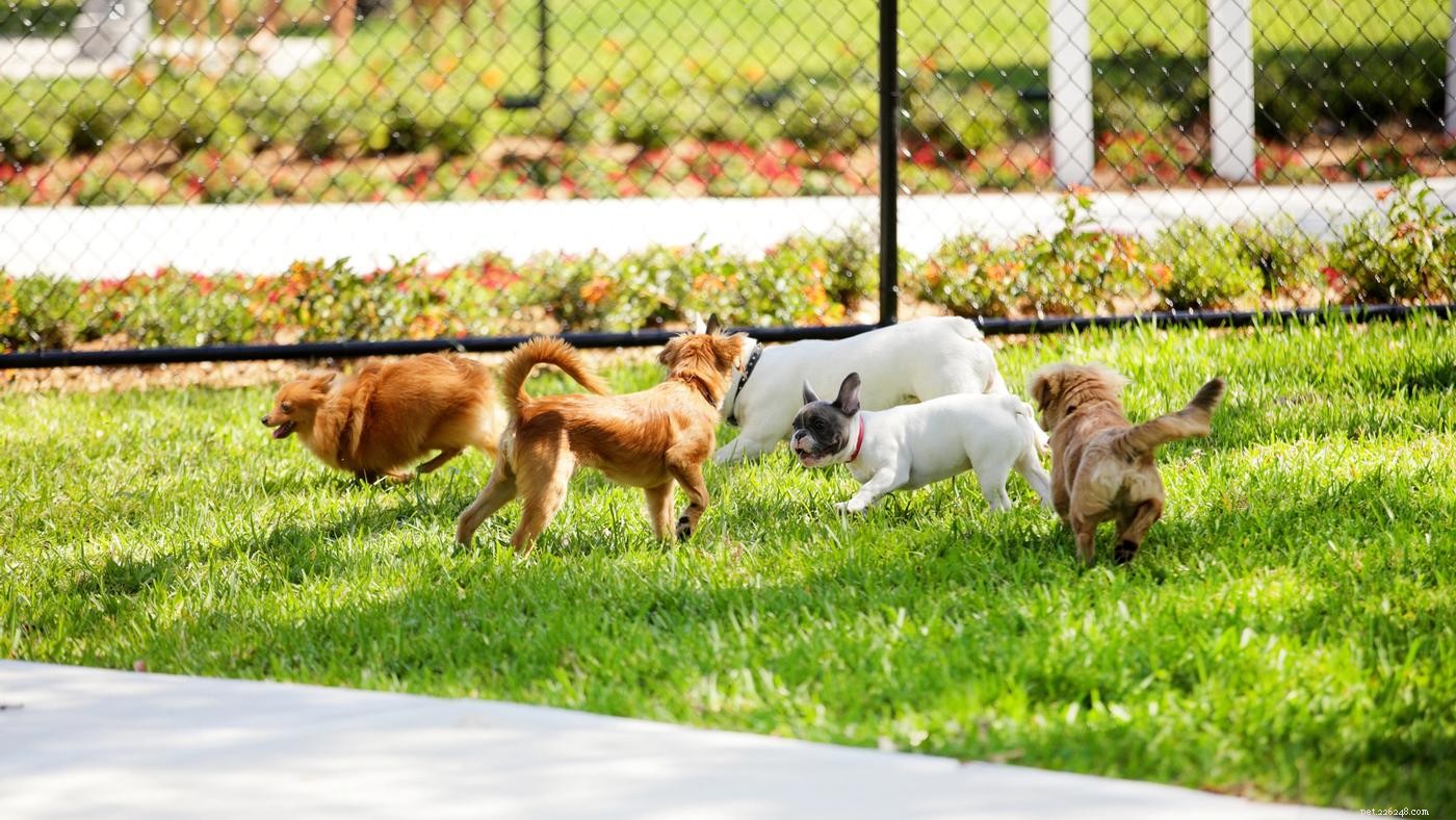 Essential Puppy Care: 10 Expert Tips for New Owners