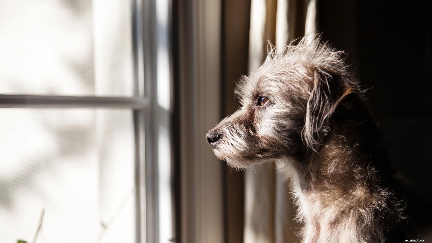 Essential Puppy Care: 10 Expert Tips for New Owners