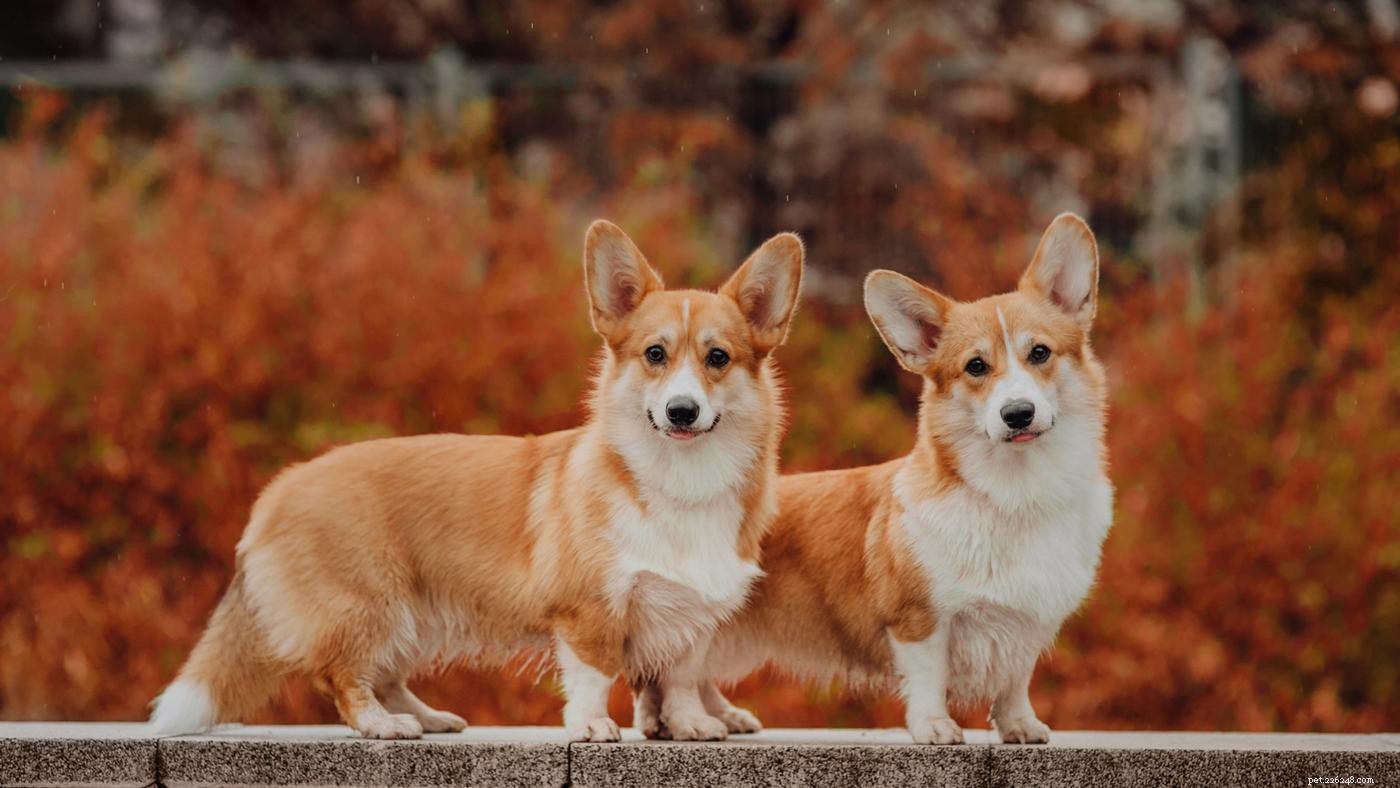 Ultimate Dog Crate Sizing Guide: Pick the Perfect Crate for Your Pet