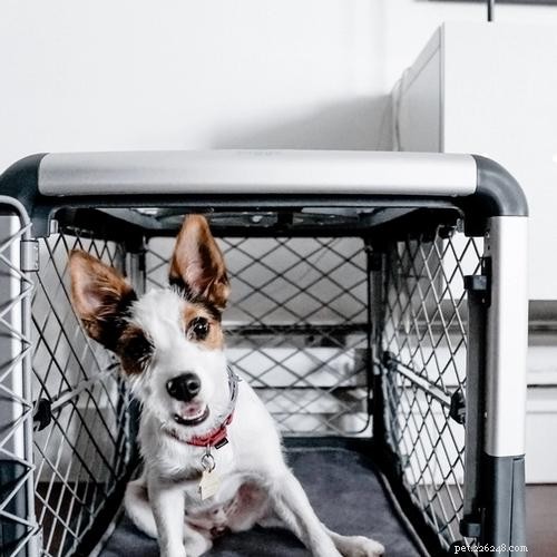 Ultimate Dog Crate Sizing Guide: Pick the Perfect Crate for Your Pet