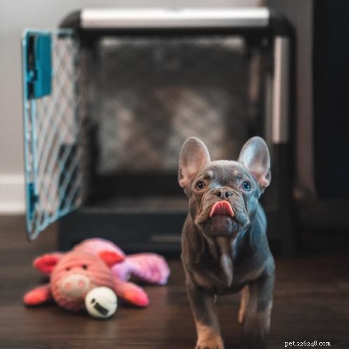 Ultimate Dog Crate Sizing Guide: Pick the Perfect Crate for Your Pet