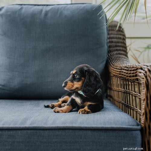 Ultimate Dog Crate Sizing Guide: Pick the Perfect Crate for Your Pet