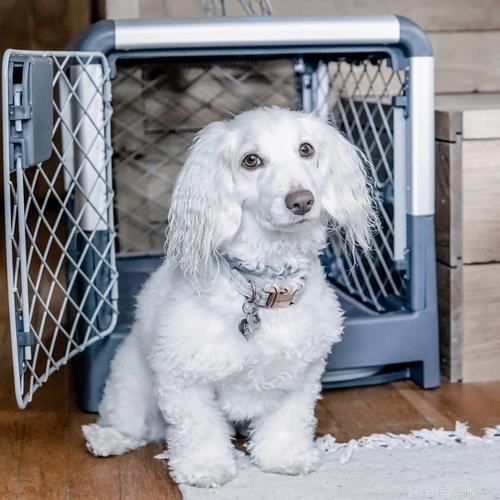 Ultimate Dog Crate Sizing Guide: Pick the Perfect Crate for Your Pet