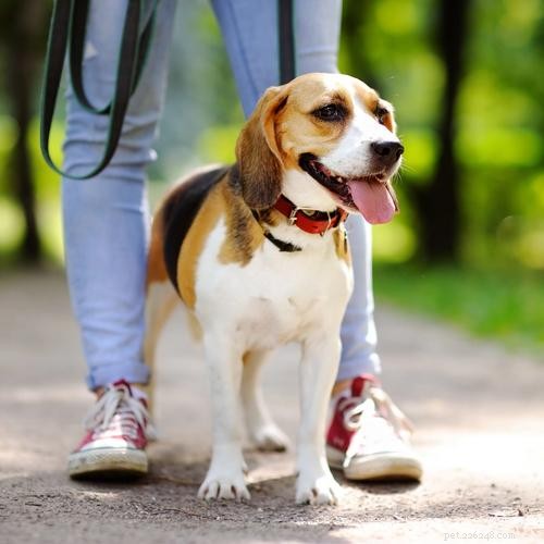 Ultimate Dog Crate Sizing Guide: Pick the Perfect Crate for Your Pet