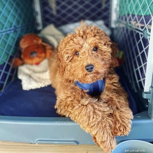 Ultimate Dog Crate Sizing Guide: Pick the Perfect Crate for Your Pet