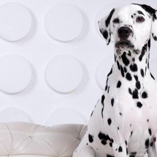 Ultimate Dog Crate Sizing Guide: Pick the Perfect Crate for Your Pet