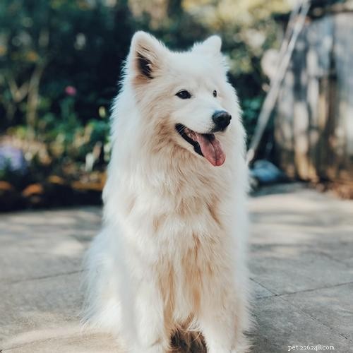 Ultimate Dog Crate Sizing Guide: Pick the Perfect Crate for Your Pet