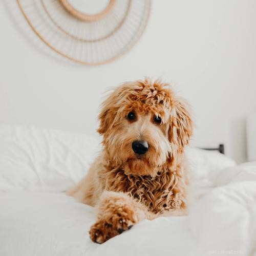 Ultimate Dog Crate Sizing Guide: Pick the Perfect Crate for Your Pet