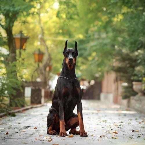 Ultimate Dog Crate Sizing Guide: Pick the Perfect Crate for Your Pet