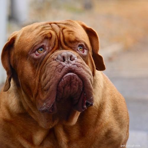 Ultimate Dog Crate Sizing Guide: Pick the Perfect Crate for Your Pet