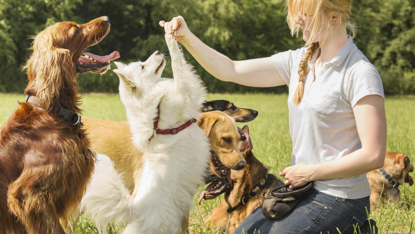 Crate Training Made Easy: 5 Expert Tips for New Puppy Owners