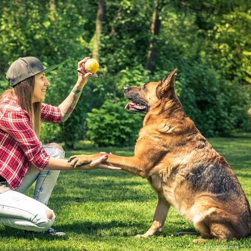 Crate Training Made Easy: 5 Expert Tips for New Puppy Owners
