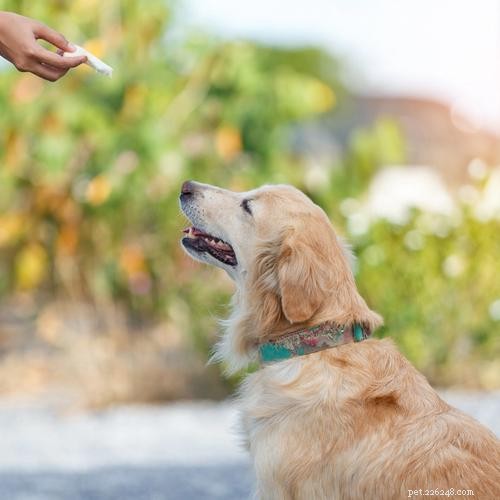 Crate Training Made Easy: 5 Expert Tips for New Puppy Owners