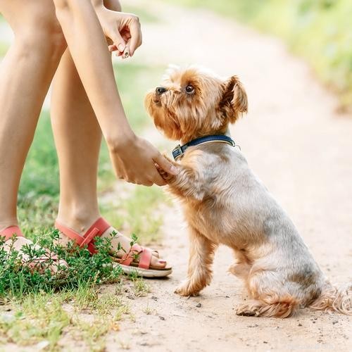 Crate Training Made Easy: 5 Expert Tips for New Puppy Owners