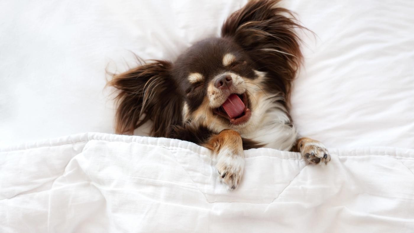 Crate Training Made Easy: 5 Expert Tips for New Puppy Owners