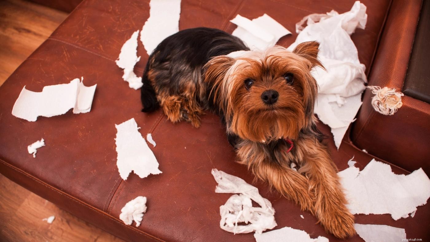 Crate Training Made Easy: 5 Expert Tips for New Puppy Owners