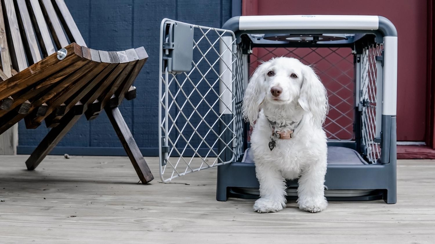 6 Key Reasons to Crate-Train Your Dog