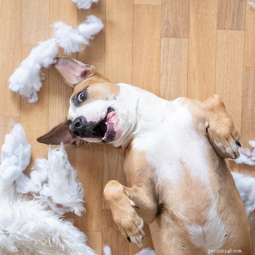 6 Key Reasons to Crate-Train Your Dog