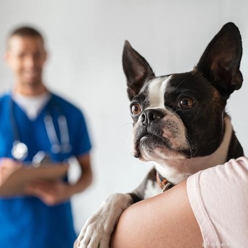 6 Key Reasons to Crate-Train Your Dog