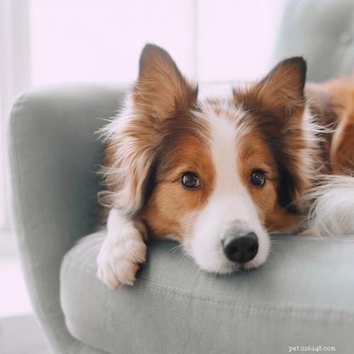 6 Key Reasons to Crate-Train Your Dog
