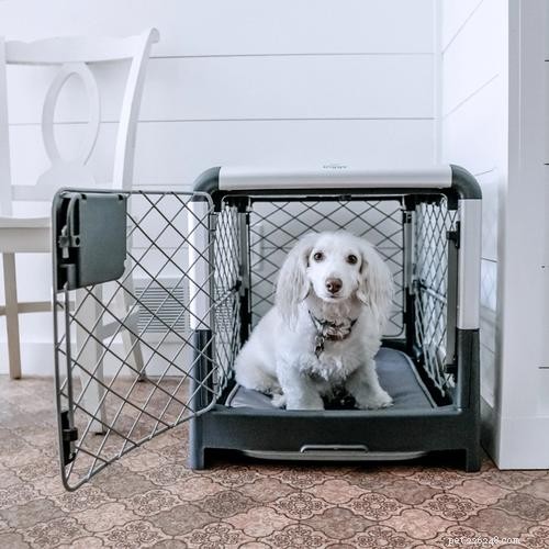 6 Key Reasons to Crate-Train Your Dog