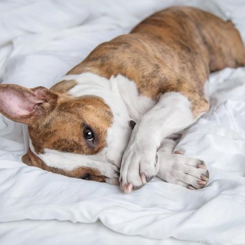 6 Key Reasons to Crate-Train Your Dog