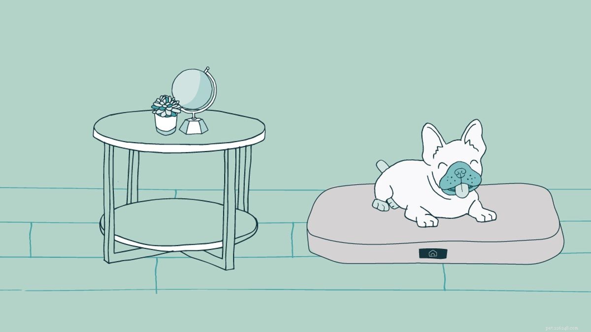 10 Proven Strategies for Safe and Comfortable Dog Crate Use