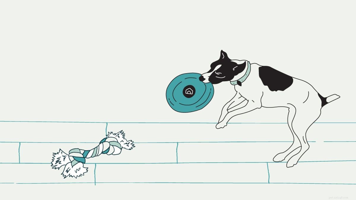 10 Proven Strategies for Safe and Comfortable Dog Crate Use