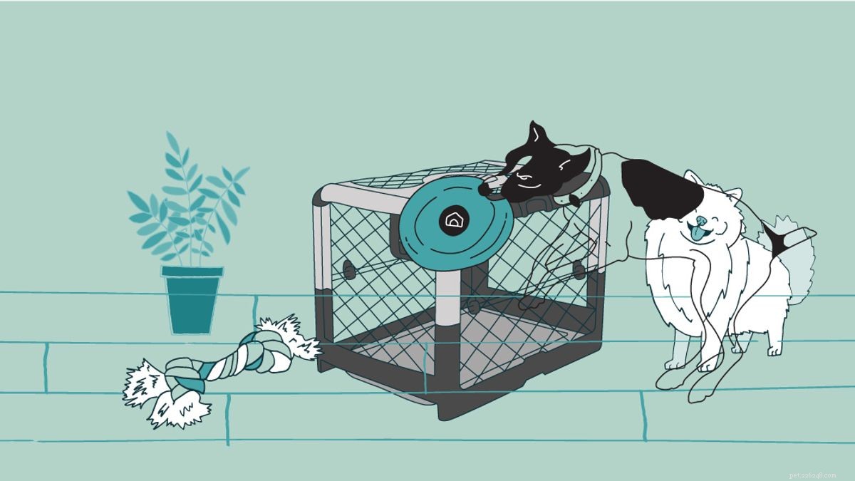 10 Proven Strategies for Safe and Comfortable Dog Crate Use