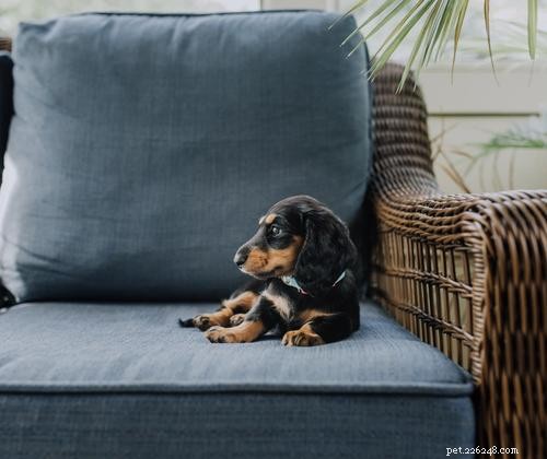 Your Complete Guide to Choosing, Using, and Maintaining a Dog Crate