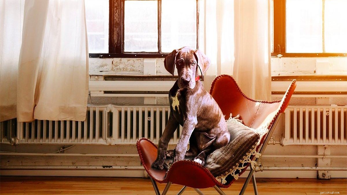 Confronting Pet-Parent Guilt: 5 Expert Strategies to Reduce Anxiety When Leaving Your Dog Alone
