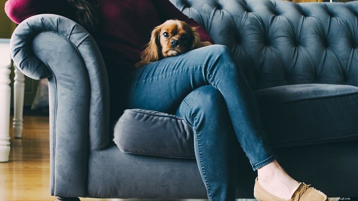 The Ultimate Folding Dog Crate: Comfort, Durability & Convenience