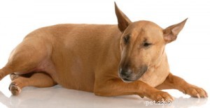 When Vaccinations Trigger Chronic Symptoms: Insights from a Homeopathic Vet