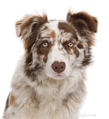 Ayurveda for Animals: Holistic Care for Pets and Livestock