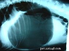 Gastric Dilatation/Volvulus (GDV): Protecting Your Dog from a Life‑Threatening Emergency